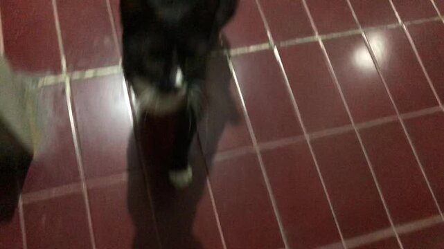A beautiful black and white cat walking on a tiled floor at night.