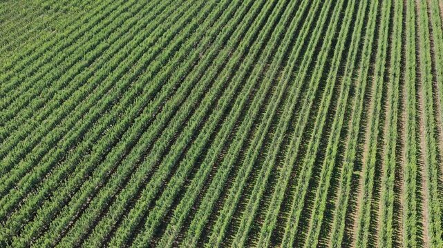 Aerial view of rows of trees in a fruit orchard. Agricultural landscape with organized plantation rows.