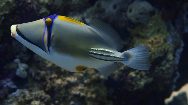 Baliste picasso nage et mange du corail