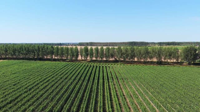 Aerial view of rows of trees in a fruit orchard. Agricultural landscape with organized plantation rows.