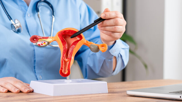 Medical professional holds anatomical model of female reproductive system. Pointing at a specific part with a black tool. Stethoscope visible around their neck. Model shows uterus, ovaries