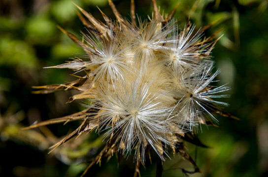 centro de una flor de cardo seco, posiblemente cardo mariano (Silybum marianum), con sus semillas maduras y vilanos blancos