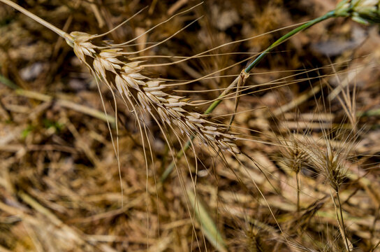 La cebada (*Hordeum vulgare*), miembro de la familia de las gram&iacute;neas, es un cereal importante que se cultiva en climas templados de todo el mundo