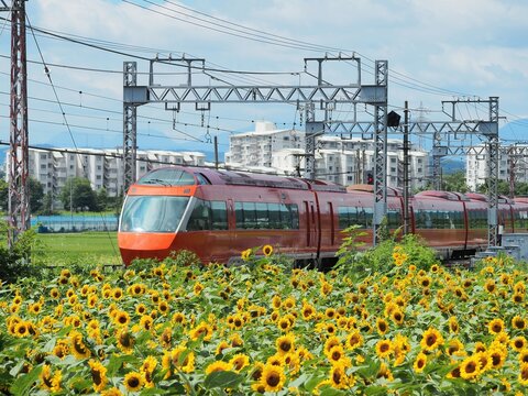 ひまわり畑を走る小田急ロマンスカー