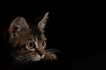 Kitten playing in darkness with focused gaze during evening hours. A small kitten is crouching low with big eyes, looking intently in a dim space. © Vadim