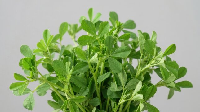 Fresh green alfalfa sprouts in a bunch