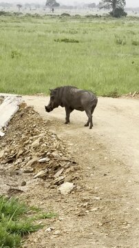 Vertical video of a wild common warthog trotting along a dirt road ahead of a moving safari vehicle in Mikumi National Park, Tanzania.