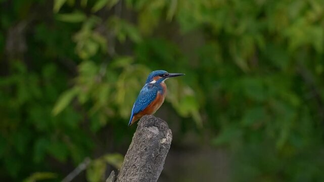 kingfisher on the branch, slow motion 120 fps