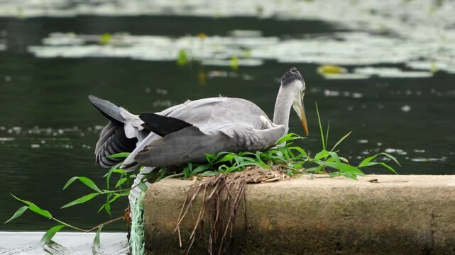 Grey Heron Resting and Contemplating Quietly Near Water 4K