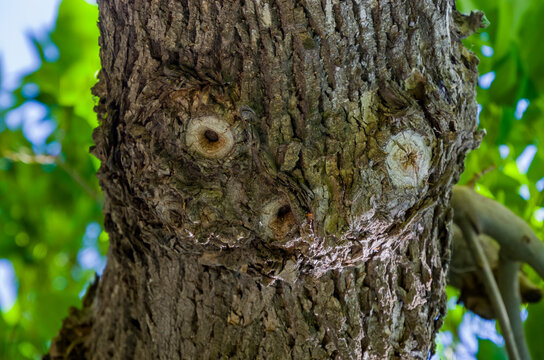 El duende encerrado en un &aacute;rbol en Balaguer