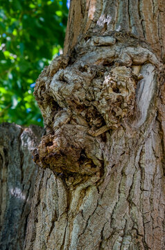El duende encerrado en un &aacute;rbol en Balaguer
