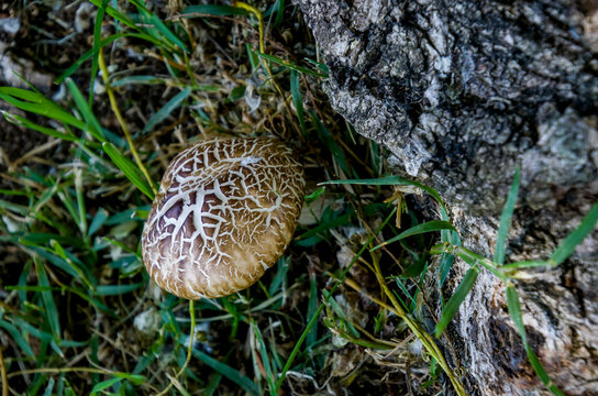 *Agrocybe aegerita* o *Pholiota aegerita* es un hongo del g&eacute;nero *Cyclocybe*, conocido com&uacute;nmente como seta de chopo o *pioppini* aterciopelado
