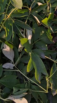 bright foliage of a shaggy, sharp-leaved flowering shrub, illuminated by the autumn sun