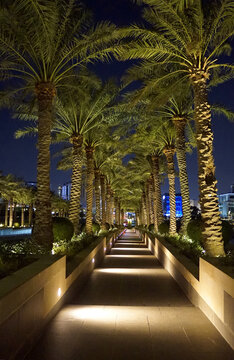 An illuminated pedestrian walkway bordered by lit date palm trees and low stone walls extends toward distant city lights at night in Doha, Qatar