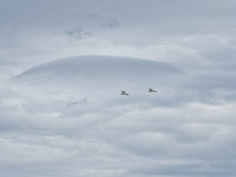 Wide Telephoto Shot of Flying Great Egrets Against Smooth Lenticular Cloud Alsomocsolad Hungary