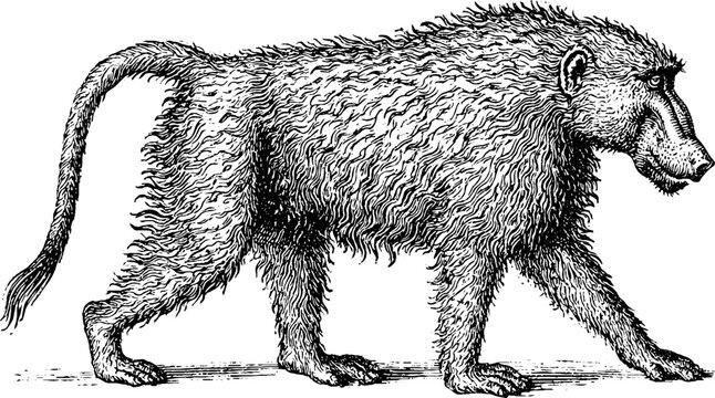 Antique engraved baboon walking profile isolated on white background for vintage natural history print and educational design