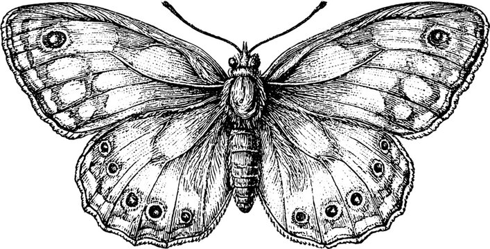 Antique engraved butterfly on white background with eyespot wing details entomology study for vintage background and natural history design elements