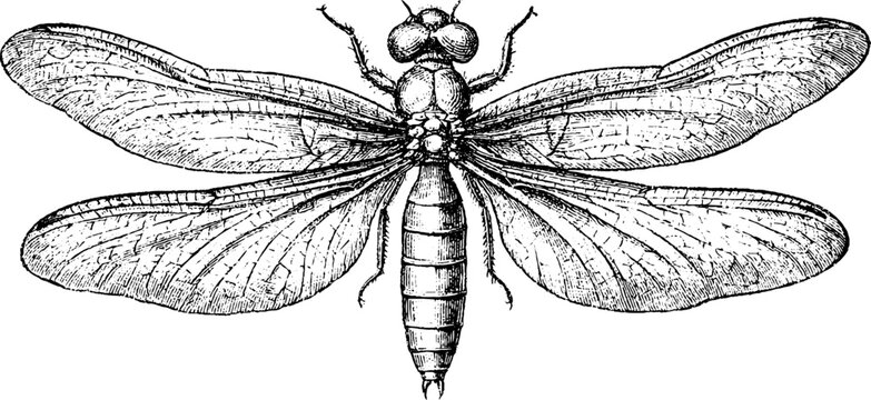 Antique engraved dragonfly insect illustration isolated on white background for nature design background poster and scientific decorative use