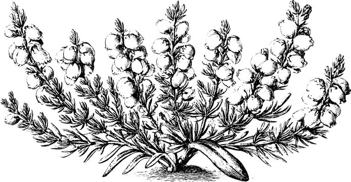 Antique heather floral engraving isolated on white background for botanical background and label design