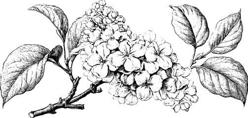 Obraz premium Antique lilac botanical engraving branch isolated on white background for vintage botanical print and background design