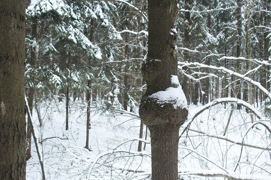 Close-up of a growth on a tree. Parasites on trees. Sick tree