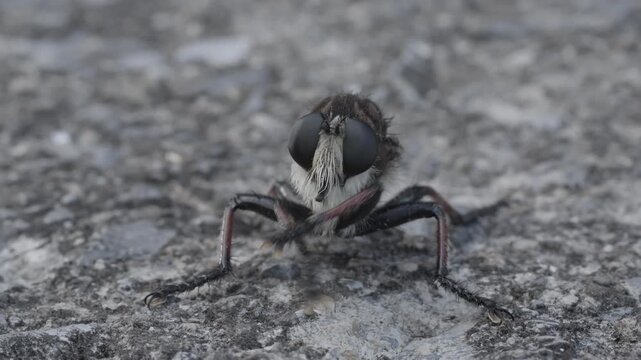 Robber fly grooming behavior in close up macro, detailed view of assassin fly cleaning its compound eyes while perched on the ground
