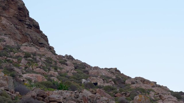 Family of Wild Goats in Mykonos, Greece Jump Along Hill with Rocks Towards Edge. Group of Wildlife Animal Nature Documentary Wide View at Sunset.