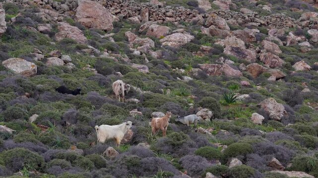 Family of Wild Goats in Mykonos, Greece Grazing Along Hill with Rocks. Group of Wildlife Animal Nature Documentary Close View at Sunset.