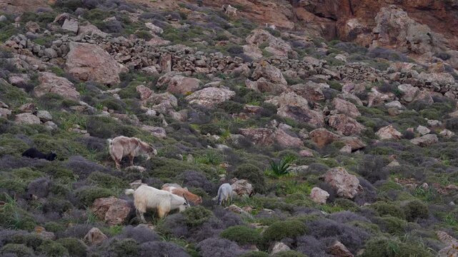 Family of Wild Goats in Mykonos, Greece Graze Along Hill with Rocks. Group of Wildlife Animal Nature Documentary Close View at Sunset.