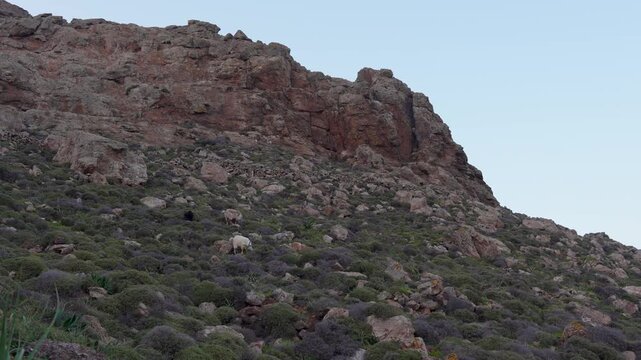 Family of Wild Goats in Mykonos, Greece Grazing Along Hill with Rocks. Group of Wildlife Animal Nature Documentary Wide Angle View at Sunset.