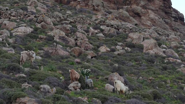 Family of Wild Goats in Mykonos, Greece Eating Along Hill with Rocks. Group of Wildlife Animal Nature Documentary Wide View at Sunset.