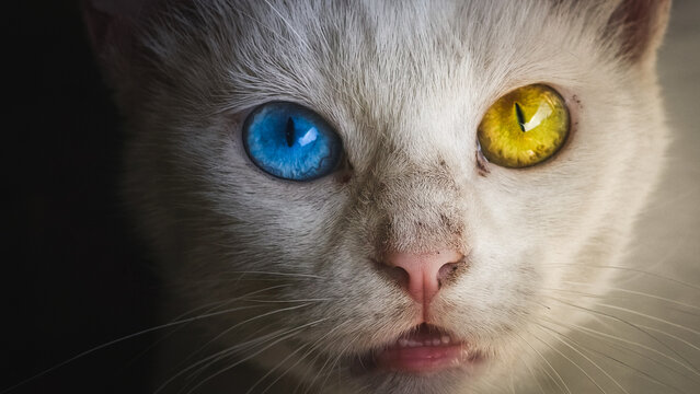 Close-up Portrait of a White Cat with Heterochromia - Blue and Yellow Eyes