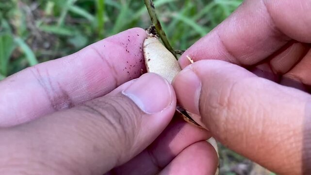 Hands holding and opening dry hyacinth bean pod to reveal black seed inside, Lablab purpureus