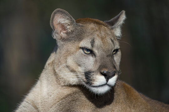 Majestic Florida Panther focused on prey