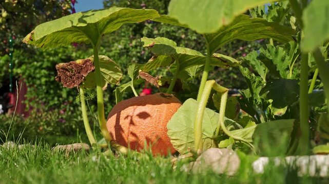 Giant yellow melon pumpkin (Cucurbita maxima) growing in a garden under the large leaves. 4K footage

