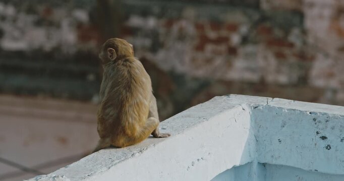Agra, Uttar Pradesh, India. Monkey Sits On Edge Of Roof And Eats Flatbread Or Naan. Monkey Quickly Runs Away With Flatbread In Its Teeth. Animal Life In Urban Environment. Animals Live Next To People