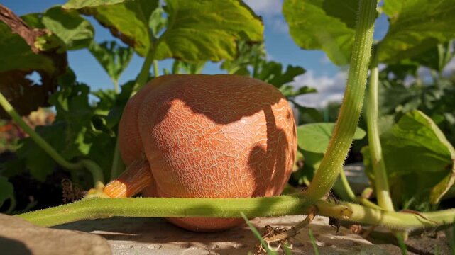 Giant yellow melon pumpkin (Cucurbita maxima) growing in a garden under the large leaves. 4K footage

