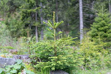 Wild nature. Needle coniferous tree. Pine needle Christmas tree in nature. Green fir pine. Pine with needle. Pine tree in forest © be free