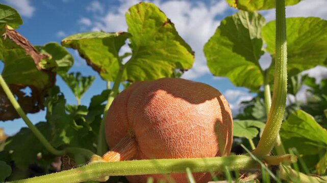 Giant yellow melon pumpkin (Cucurbita maxima) growing in a garden under the large leaves. 4K footage

