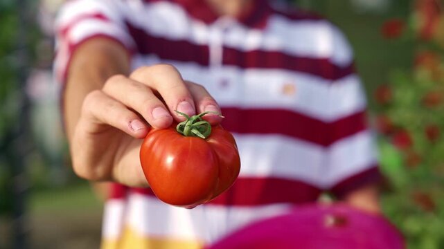 A young person holds a ripe tomato in their hand in front of the camera lens,  summer harvest in the garden. 4K footage