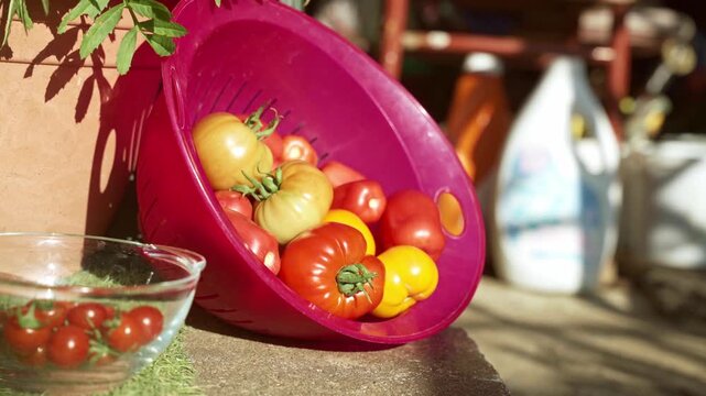 Close-up of a pink plastic colander filled with fresh red and yellow tomatoes. Small cherry tomatoes scattered on the stone surface. Gardening, harvest, and healthy food. 4K footage.