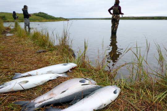 Freshly caught silver salmon lie on grassy riverbank as anglers fish in shallow water under cloudy sky, capturing the essence of Alaska&rsquo;s outdoor lifestyle.