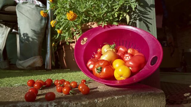 Close-up of a pink plastic colander filled with fresh red and yellow tomatoes. Small cherry tomatoes scattered on the stone surface. Gardening, harvest, and healthy food. 4K footage.