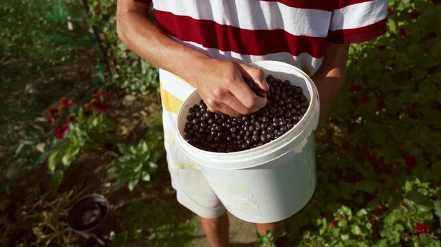 Young person takes and pours black chokeberry (Aronia melanocarpa) into white bucket, 4K footage