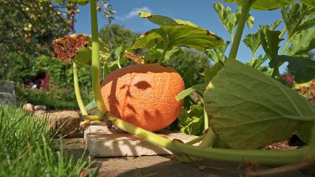 Giant yellow melon pumpkin (Cucurbita maxima) growing in a garden under the large leaves. 4K footage

