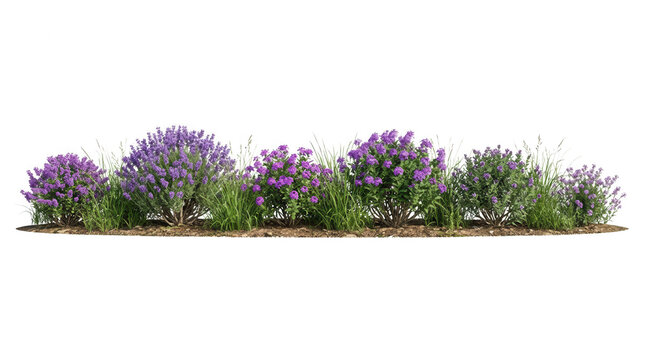 Une rang&eacute;e horizontale de buissons de lavande en fleurs avec des herbes vertes, isol&eacute;e sur un fond blanc pur, id&eacute;ale pour l'am&eacute;nagement paysager, le design de jardin et les projets d'architecture.
