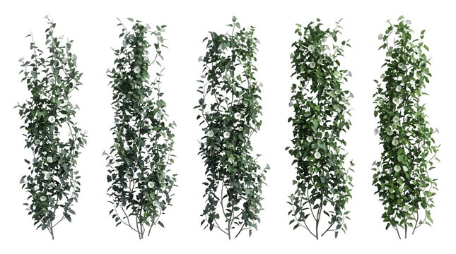 Conjunto de plantas trepadeiras verticais isoladas