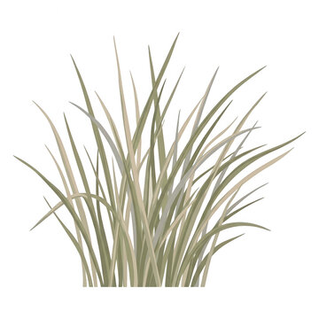 Ilustra&ccedil;&atilde;o vetorial de uma touceira de grama verde isolada em fundo branco, apresentando l&acirc;minas de ervas naturais, detalhadas e estilizadas, ideal para design gr&aacute;fico, projetos de paisagismo e