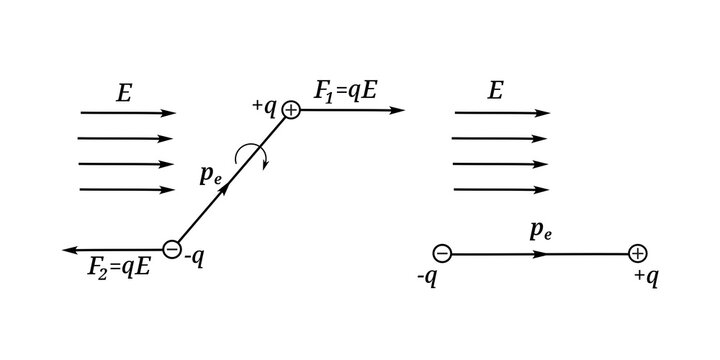 Diagram showing rigid dipoles in a homogeneous polar dielectric rotating under the action of an external uniform electric field until their electric dipole moments align with the field.
