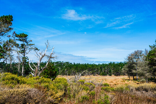 dry grassy meadow with clouds in blue sky